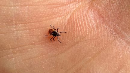 Les tiques peuvent être susceptibles de transmettre la maladie de Lyme. (VANESSA MEYER / MAXPPP)