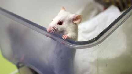 Une souris dans un laboratoire de neurosciences, &agrave; Bron (Rh&ocirc;ne), le 23 janvier 2014. (PHILIPPE MERLE / AFP)