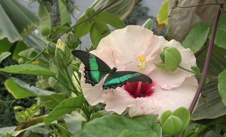 Papillon sur hibiscus dans la serre tropicale du Jardin du Beau Pays. (ISABELLE MORAND / RADIO FRANCE / FRANCE INFO)