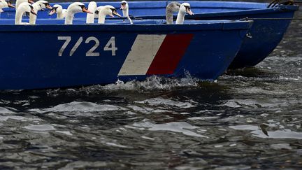 Des cygnes sont transport&eacute;s en bateau vers leur lieu de r&eacute;sidence hivernale &agrave; Hambourg (Allemagne), le 18 novembre 2014. (FABIAN BIMMER / REUTERS)