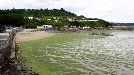 Le retour des algues vertes en Bretagne