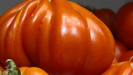 De la fausse tomate "coeur de boeuf" dans nos assiettes