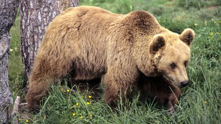 Un ours brun en captivit&eacute; dans le parc animalier des Angles (Pyr&eacute;n&eacute;es-Orientales). (NICOLAS THIBAUT / PHOTONONSTOP / AFP)