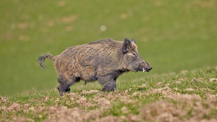 L'an&nbsp;dernier, une battue avait été menée dans une forêt voisine, lors de laquelle&nbsp;13 bêtes avaient été tuées par les chasseurs. (SYLVAIN CORDIER / BIOSPHOTO / AFP)