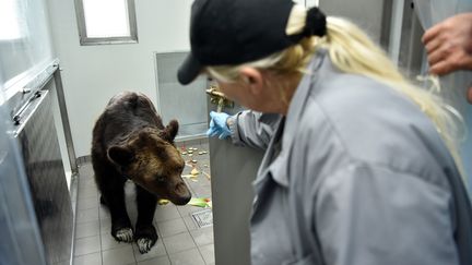 L'ours Mischa, mort le 12 novembre, avait été placé au zoo-refuge La Tanière (Eure-et-Loir). (QUENTIN REIX / MAXPPP)