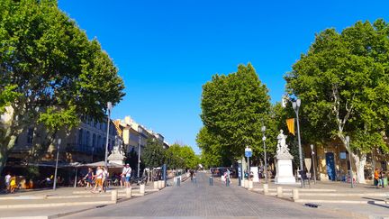 Les arbres Cours Mirabeau à&nbsp;&nbsp;Aix-en-Provence (Bouches-du-Rhône). (CÉDRIC FRÉMI / RADIO FRANCE)