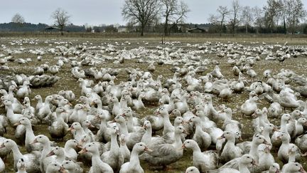 Un élevage de canards à&nbsp;Bourriot-Bergonce (Landes), le 22 février 2017.&nbsp; (GEORGES GOBET / AFP)