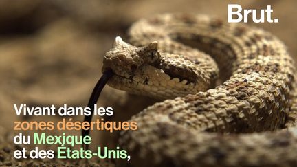 Le crotale cornu laisse dans son sillage des traces inhabituelles sur le sable meuble des déserts américains et mexicains. Voici pourquoi.