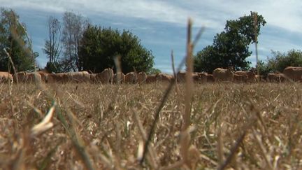 Canicule : bientôt une quatrième vague de chaleur en France