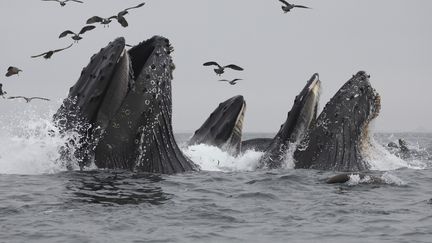Des baleines à bosse se nourrissent, au large de la baie californienne de Monterey, dans l'océan Pacifique.&nbsp; (CHASE DEKKER WILD-LIFE IMAGES / MOMENT RF / GETTY IMAGES)