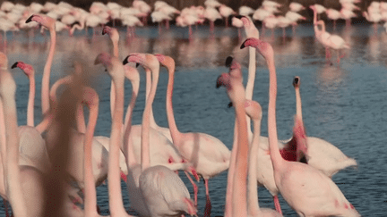 Jeudi 5 janvier, direction la Camargue, un territoire sauvage préservé où l'on peut observer la fameuse parade nuptiale des flamants roses. L’oiseau est emblématique de la région. (France 2)