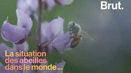 VIDEO. Quelle est la situation des abeilles à travers le monde ? (BRUT)