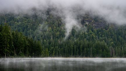 La forêt d'Arbersee en Bavière (Allemagne), le 13 septembre 2024. (ARMIN WEIGEL / DPA / AFP)