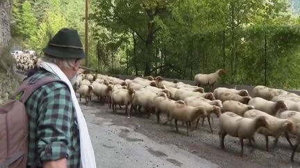 Élevage : la transhumance attire les touristes dans les Alpes-Maritimes