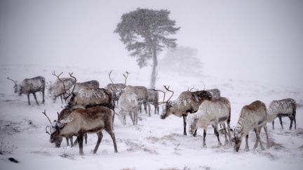 &nbsp; (JEFF J MITCHELL / GETTY IMAGES EUROPE)