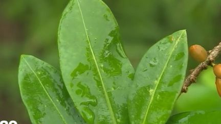 Feuilles de coca en Bolivie. (FRANCE 2)