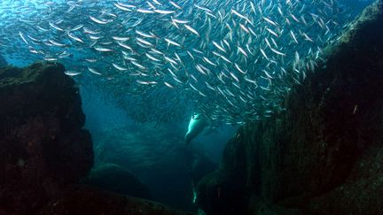 Les fonds marins de la mer de Cortez, en Californie (Etats-Unis), le 15 novembre 2010.&nbsp; (DAN CALLISTER / REX / SIPA)