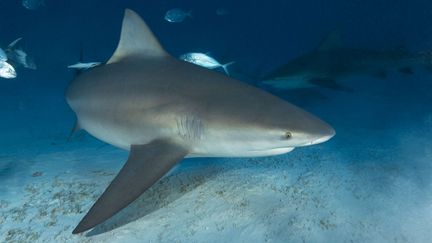 Le requin bouledogue (ici photographi&eacute; au Mexique) va pouvoir &ecirc;tre chass&eacute; dans les eaux de Saint-Leu, &agrave; La R&eacute;union. (VISUAL & WRITTEN / SUPERSTOCK / SIPA)