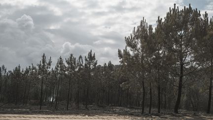 Une forêt calcinée de la station balneaire de Pyla-sur-Mer (Gironde), face a la dune du Pyla, le 20 juillet 2022. (IDHIR BAHA / HANS LUCAS)