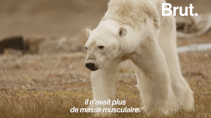 Avec sa vidéo d’un ours polaire agonisant, Paul Nicklen veut alerter sur la réalité du réchauffement climatique (BRUT)