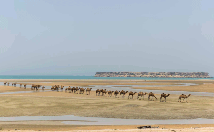 Ile de Qeshm : une caravane de dromadaires vient se rafraîchir dans les eaux du détroit. (FARHAD BABAEI/ GEO)