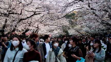 Des promeneurs du parc de Ueno à Tokyo (Japon), lors de la floraison des cerisiers, le 22 mars 2020. (BEHROUZ MEHRI / AFP)