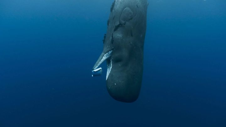 "Les gardiennes de la planète" a été tourné en Bretagne, au Mexique, à Tahiti ou encore au Groenland. (Pan Distribution)