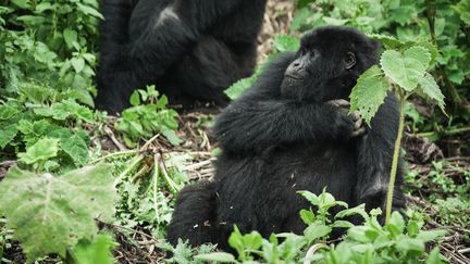 Un jeune gorille de montagne se repose dans la forêt du parc national des Volcans, au Rwanda, le 31 août 2023. (CLEMENT DI ROMA / AFP)