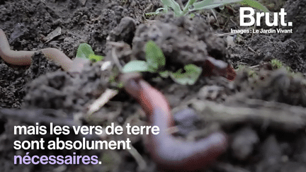 Il sont petits et peu ragoûtants… mais les vers de terre sont absolument nécessaires. L’agronome et cultivateur Christophe Gatineau explique pourquoi...