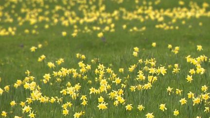 Un spectacle somptueux se déroule dans les massifs. Des prairies entières sont tapissées de jonquilles, particulièrement abondantes en 2022. (CAPTURE ECRAN FRANCE 3)