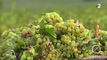 Pyrénées-Orientales : des vendanges précoces cette année