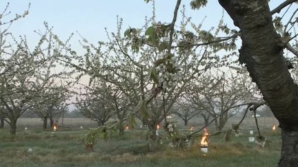 Avec le retour des&nbsp;températures d'hiver, les agriculteurs doivent s'adapter pour éviter que les cultures ne gèlent. (CAPTURE ECRAN FRANCE 3)