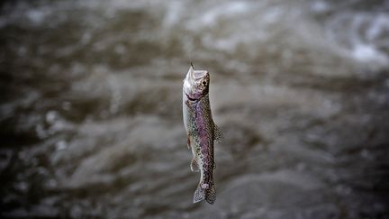 La truite arc-en-ciel et la truite brune originaire des Etats-Unis ont été introduites dans de nombreuses rivières du Kenya par les colons britanniques au début du XXe siècle. Se développe alors une pêche récréative, la pêche à la mouche.&nbsp; &nbsp; &nbsp; &nbsp; (LUIS TATO / AFP)