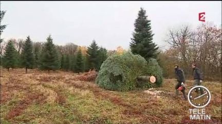 Sapin de noël de l'Elysée