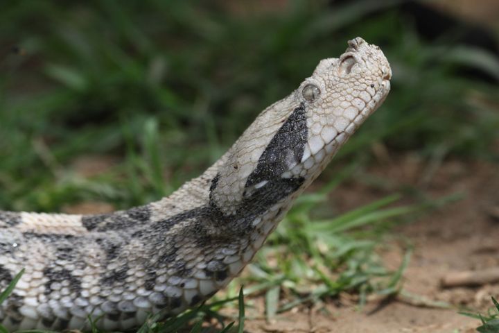 Vipère du Gabon&nbsp; (JEAN-FRANCOIS NOBLET / BIOSPHOTO)