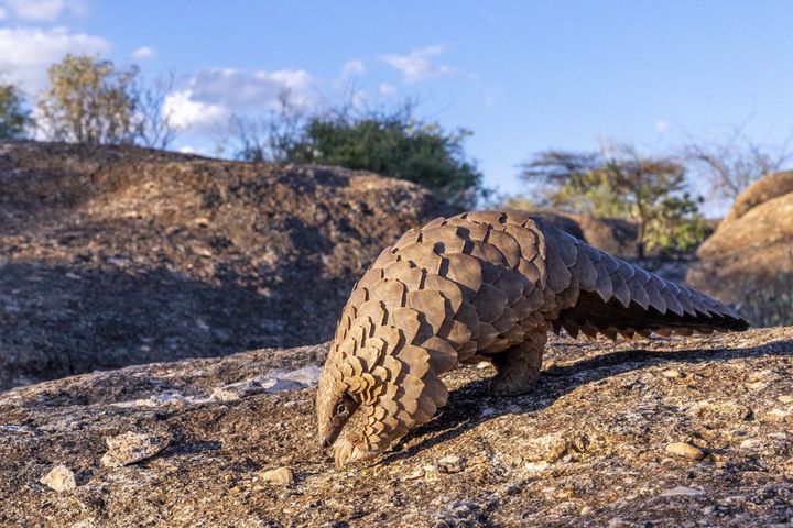 Pangolin terrestre, également connu sous le nom de pangolin de Temminck ou pangolin du Cap, dans une réserve privée en Namibie. (SYLVAIN CORDIER / BIOSPHOTO / AFP)