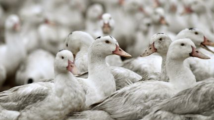 En Bulgarie, la production de foie gras en constante augmentation