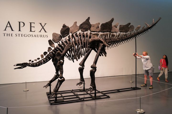 "Apex" impressionne par sa taille et son état de conservation. (CHARLY TRIBALLEAU / AFP)
