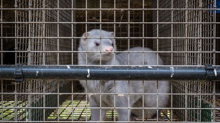 Un vison dans une cage de l'élevage de visons à Montarlot-lès-Rioz (Haute-Saône). (JEAN-FRANÇOIS FERNANDEZ / FRANCE-BLEU BESANÇON)