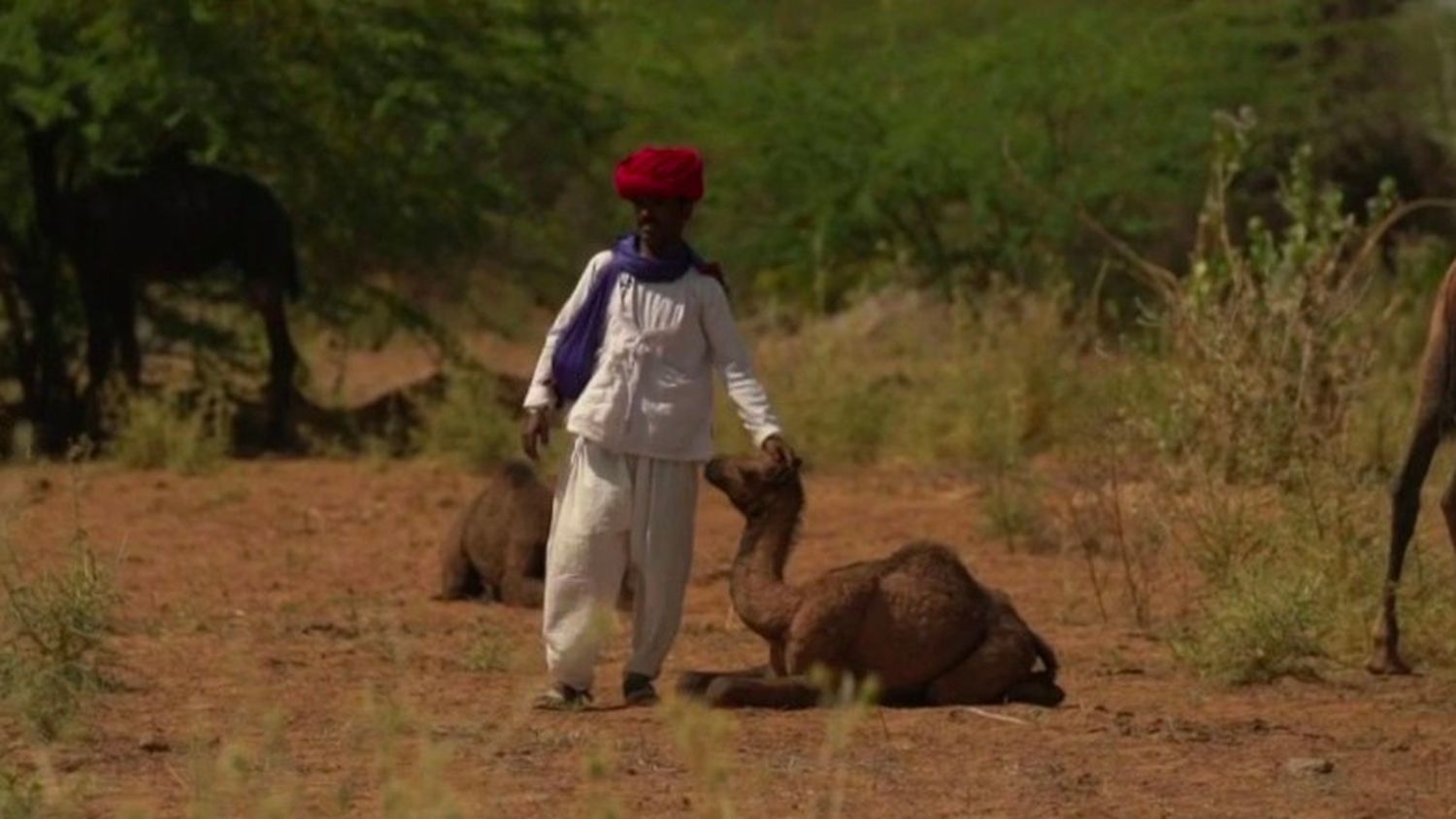 finds Raika, the camel keeper