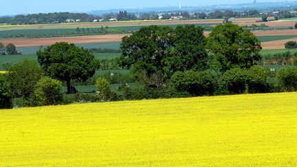 Biocarburant : la colère des producteurs de colza