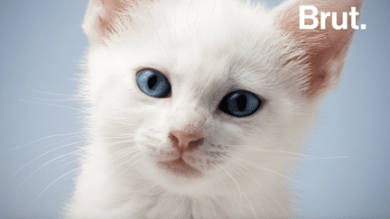 Beaucoup l'ignorent mais un chat blanc aux yeux bleus a une chance sur deux d'être sourd, pour des raisons génétiques. Focus sur ce phénomène congénitale.