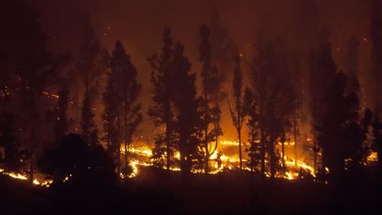 se rapproche dangereusement du village de Fuencaliente, sur l'île de La Palma. Trois avions, huit hélicoptères sont engagés dans la lutte contre cet incendie qui a échappé à tout contrôle. Un garde forestier est décédé en tentant de combattre les flammes. Pas moins de 2.500 personnes ont dû être évacuées, et 3.500 hectares ont d'ores et déjà brûlé. Un Allemand résidant dans l'île a reconnu être à l'origine du sinistre. L'homme de 27 ans a avoué qu'après avoir déféqué, il avait mis le feu au papier de toilette utilisé, avec les conséquences que l'on peut observer... 

 (DESIREE MARTIN / AFP)