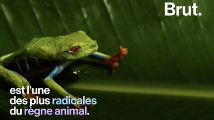 Pour devenir grenouille, le têtard subit l'une des métamorphoses les plus radicales du règne animal. Voilà comment ça se passe.