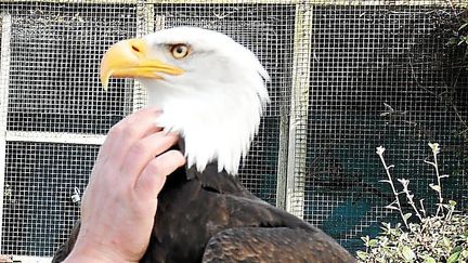 Dana, pygargue à tête blanche, échappé du parc animalier&nbsp;Aquashow d'Audierne (Finistère), photographié en 2014. (MAXPPP)