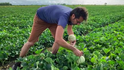 En Vendée, l’heure est à la récolte du melon.&nbsp;1 500 tonnes sont cueillies dans le département chaque été.&nbsp;Avec les fortes chaleurs de ces dernières semaines, le fruit a mûri plus vite que prévu.&nbsp;C’est une bonne nouvelle pour les producteurs. (FRANCE 3)