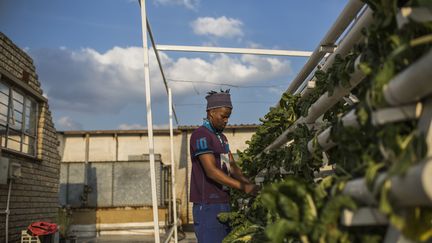 Un homme cultive des épinards sur les toits de Johannesbourg en Afrique-du-Sud.&nbsp; (GUILLEM SARTORIO / AFP)