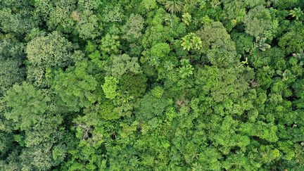 La forêt en Colombie. (RAUL ARBOLEDA / AFP)