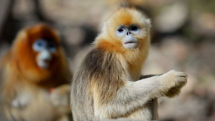 Beauval : le ZooParc accueillera cette année trois singes dorés, espèce 