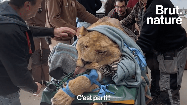 VIDEO. Refuge de La Tanière: l'opération de Léo, un lion de 13 ans